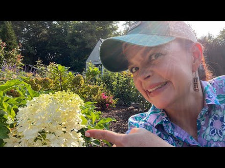 Puffer Fish™ & Beyond Pink'd® | Two New Exciting Shrubs