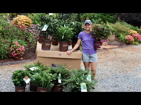 New Shrubs From Southern Living Plants