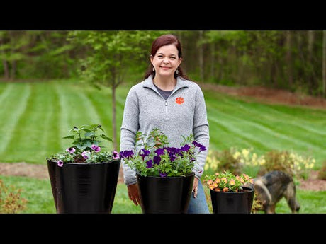 How to Attract Hummingbirds to Your Garden