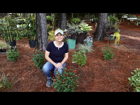 Trial Gardens Update & Nursery Tour