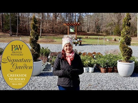 Sweet Plant Update & An Exciting New Garden Project