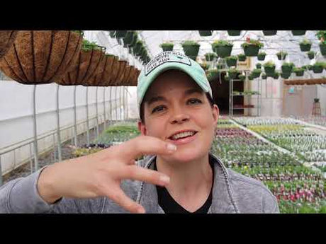 Nursery Tour of Flowering Annuals