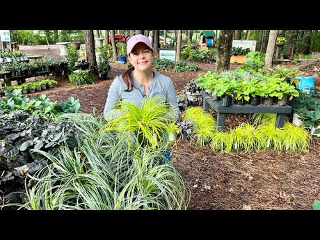 Native Azaleas, Climbing Hydrangeas, & More Nursery Tour