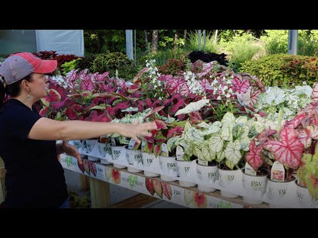 Early June Garden Nursery Tour