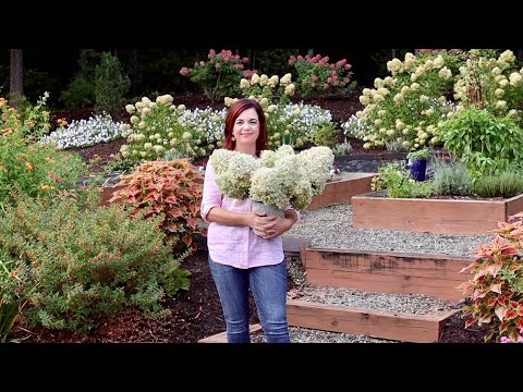 Drying Flowers from Your Pollinator Garden