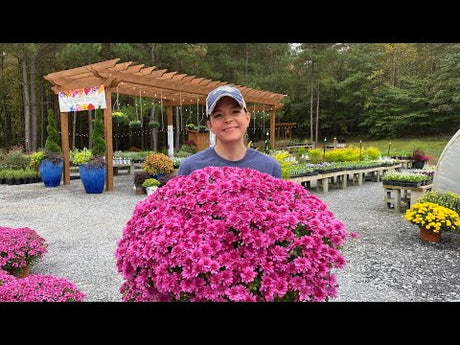 Mid October Nursery Tour