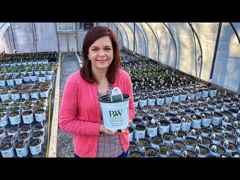 Perennial Nursery Update