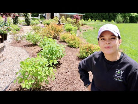 Planting an Incrediball Hydrangea Hedge (Take 2)