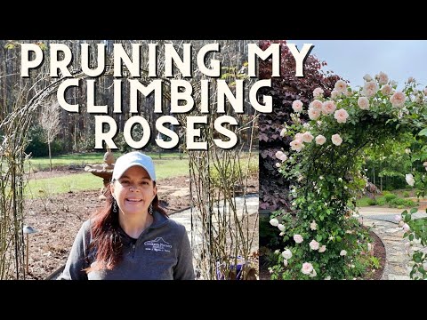 Pruning My Climbing Roses