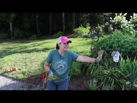 Mid-Summer Perennial Maintenance