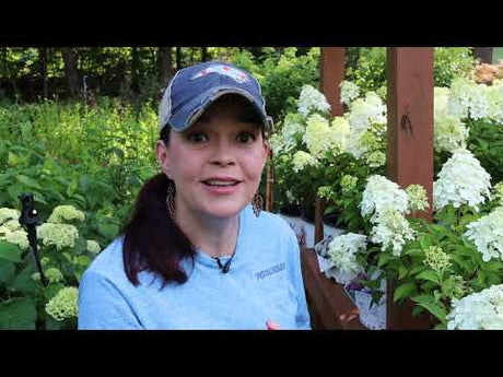 Plant Picks for a First-rate Summer