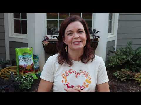 Planting Fall Window Boxes