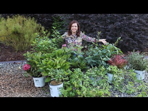 Unboxing New Proven Winners 2021 Shrubs