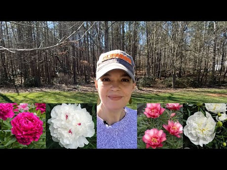 How to Plant Peonies: The Perfect Spring Flower