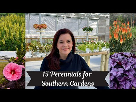 15 Perennials for Southern Gardens