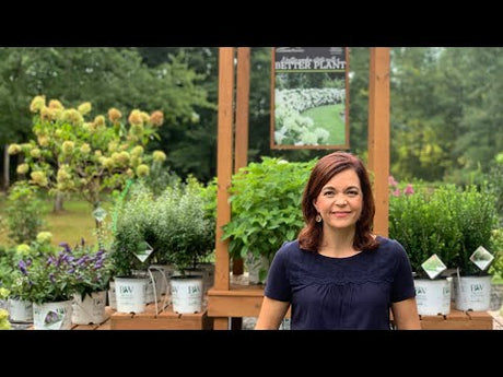 Late Summer Nursery Tour