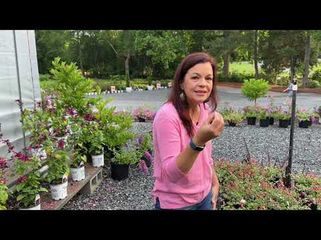 New Selection of Plants