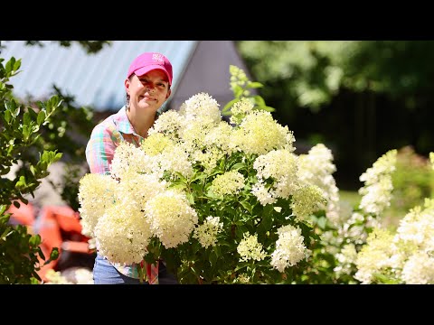 Hydrangea View Fun Planting Gorgeous Hydrangeas & Other Fun Shrubs – Creekside Nursery, Inc