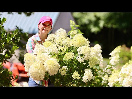 Planting Gorgeous Hydrangeas & Other Fun Shrubs