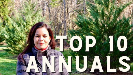My Top 10 All-Time Favorite Proven Winner Annuals
