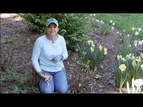 Using Clematis in a Fun, New Way