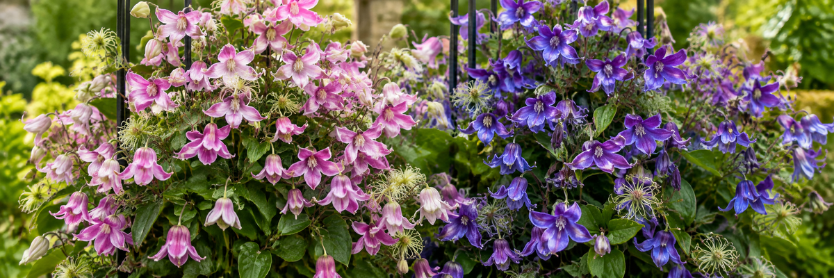 Clematis