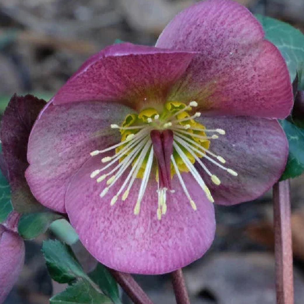 Hellebore