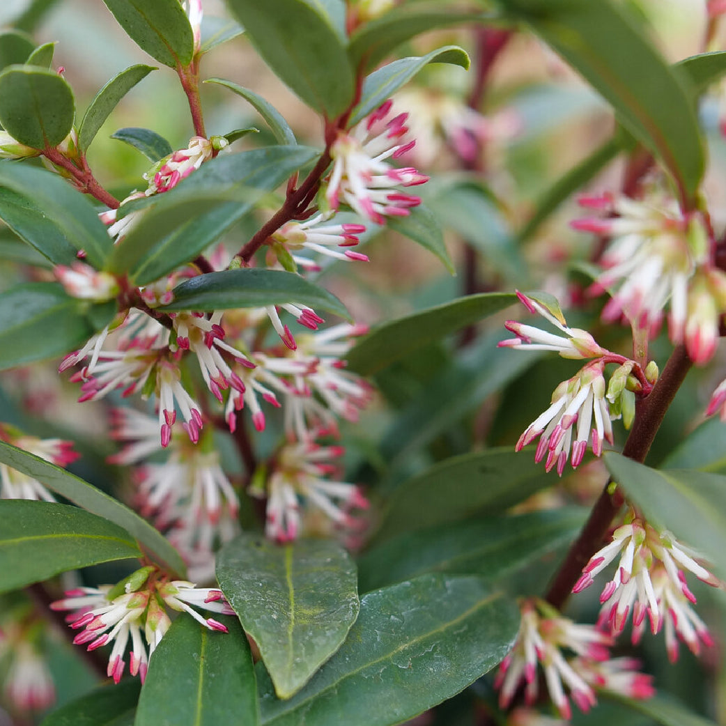 Shade-Tolerant Shrubs