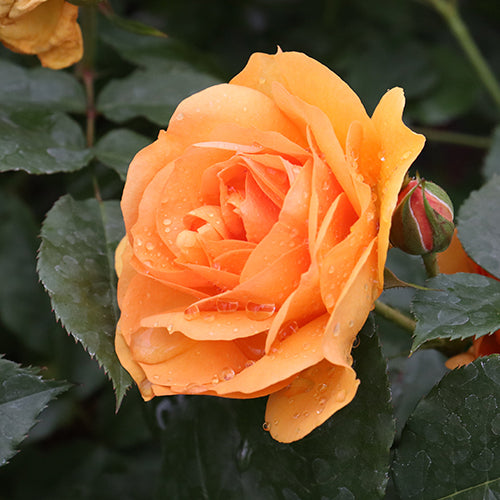 Deciduous Shrubs