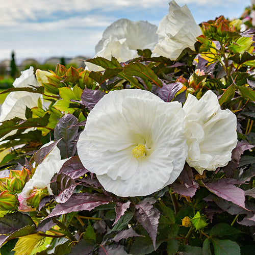 Extended Bloom Perennials