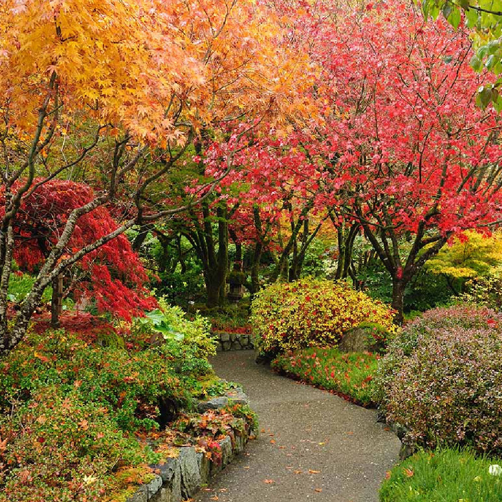 Evergreen Shrubs