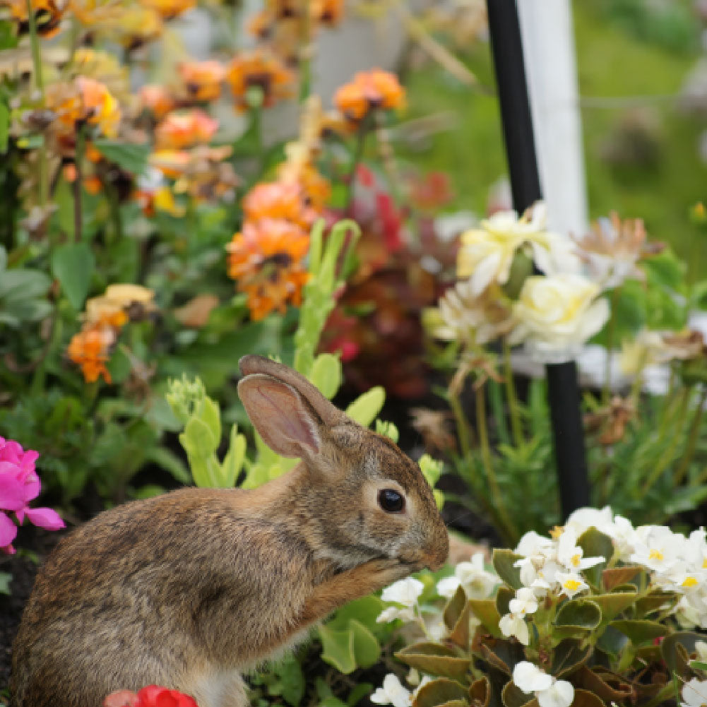 Rabbit Resistant
