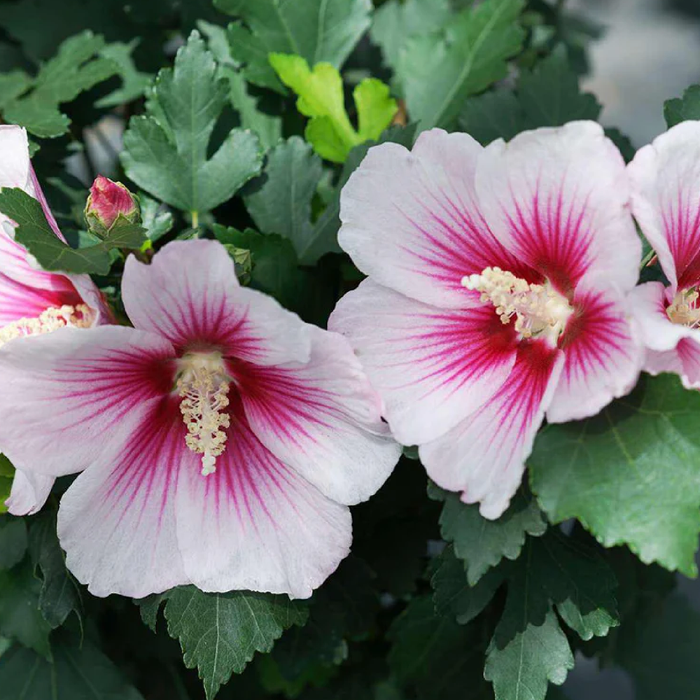 Hibiscus