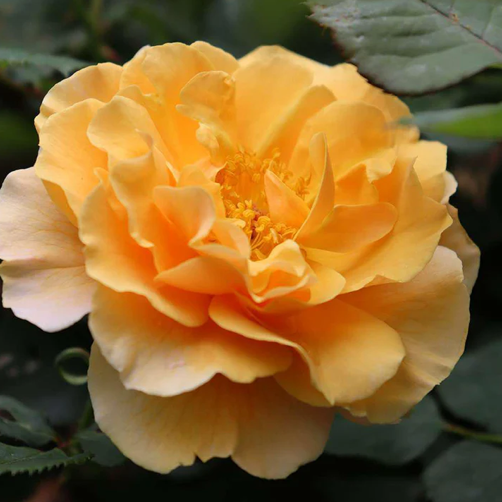 Roses