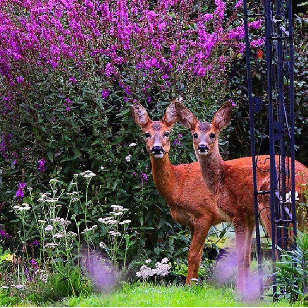 Deer Resistant