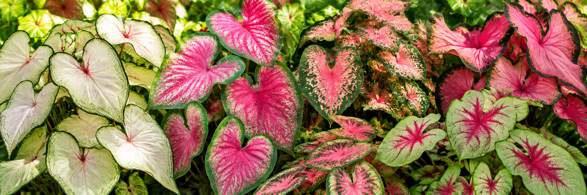 Heart to Heart® Caladiums