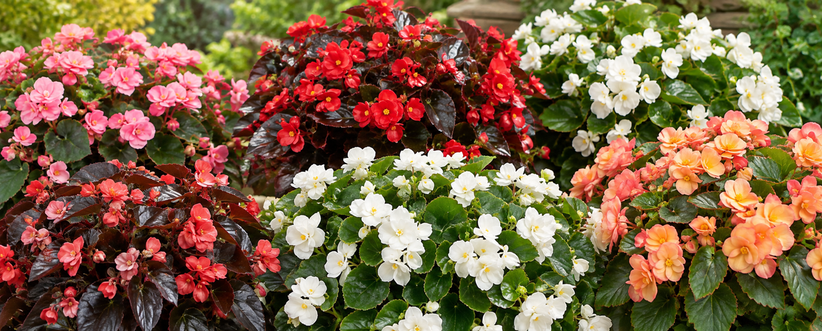 Begonia