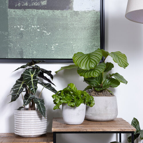 leafjoy® Houseplants