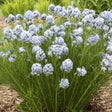 Amsonia 'String Theory' with blue flowers in a nursery pot