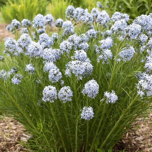 Amsonia 'String Theory' with blue flowers in a nursery pot