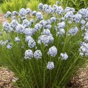 Amsonia 'String Theory' with blue flowers in a nursery pot