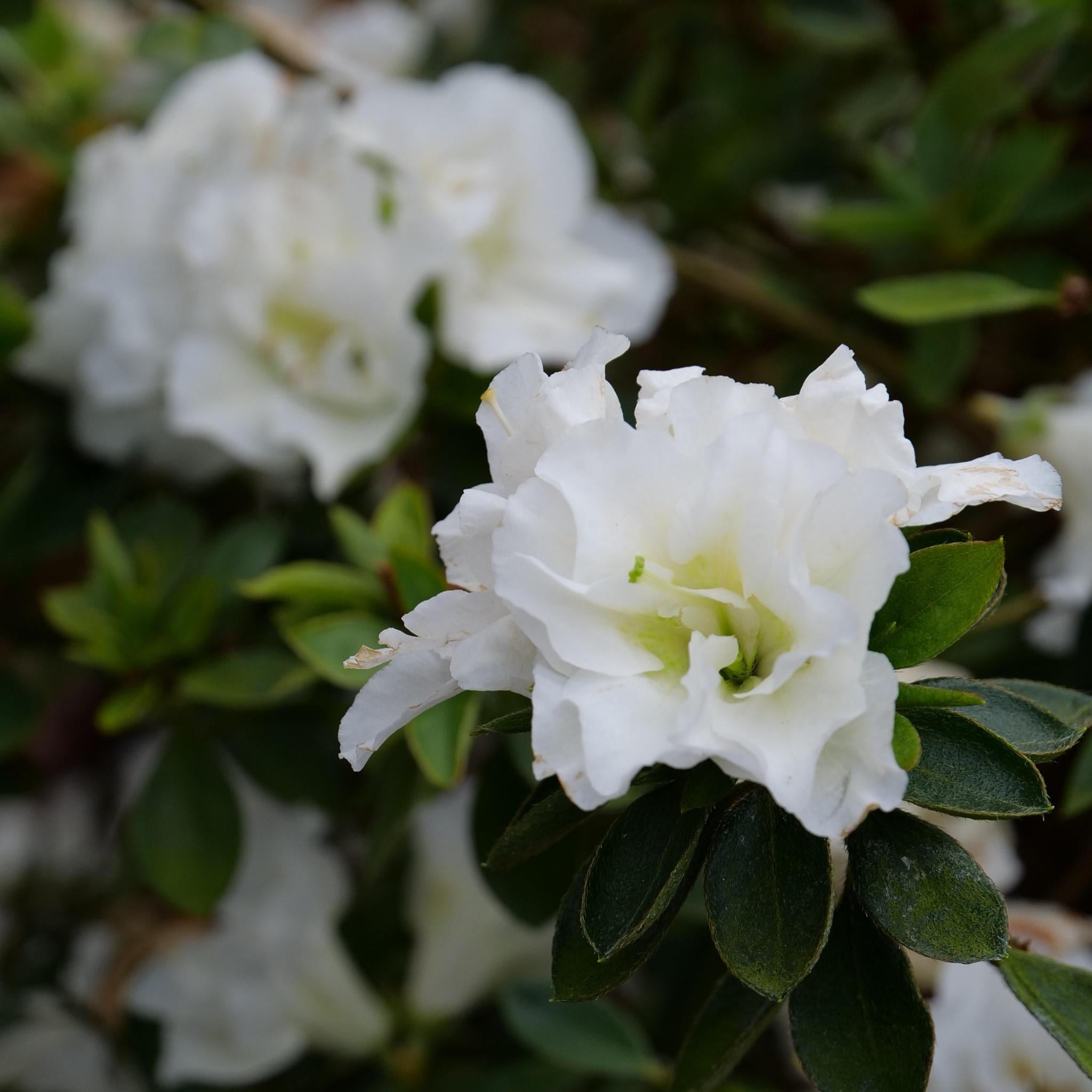 Perfecto Mundo® Double White Reblooming Azalea | Proven Winners