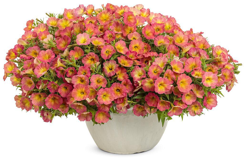 Supertunia Persimmon petunia in a container with orange blooms