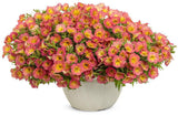 Supertunia Persimmon petunia in a container with orange blooms