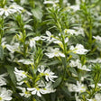 Whirlwind White Scaevola in a pot with white flowers