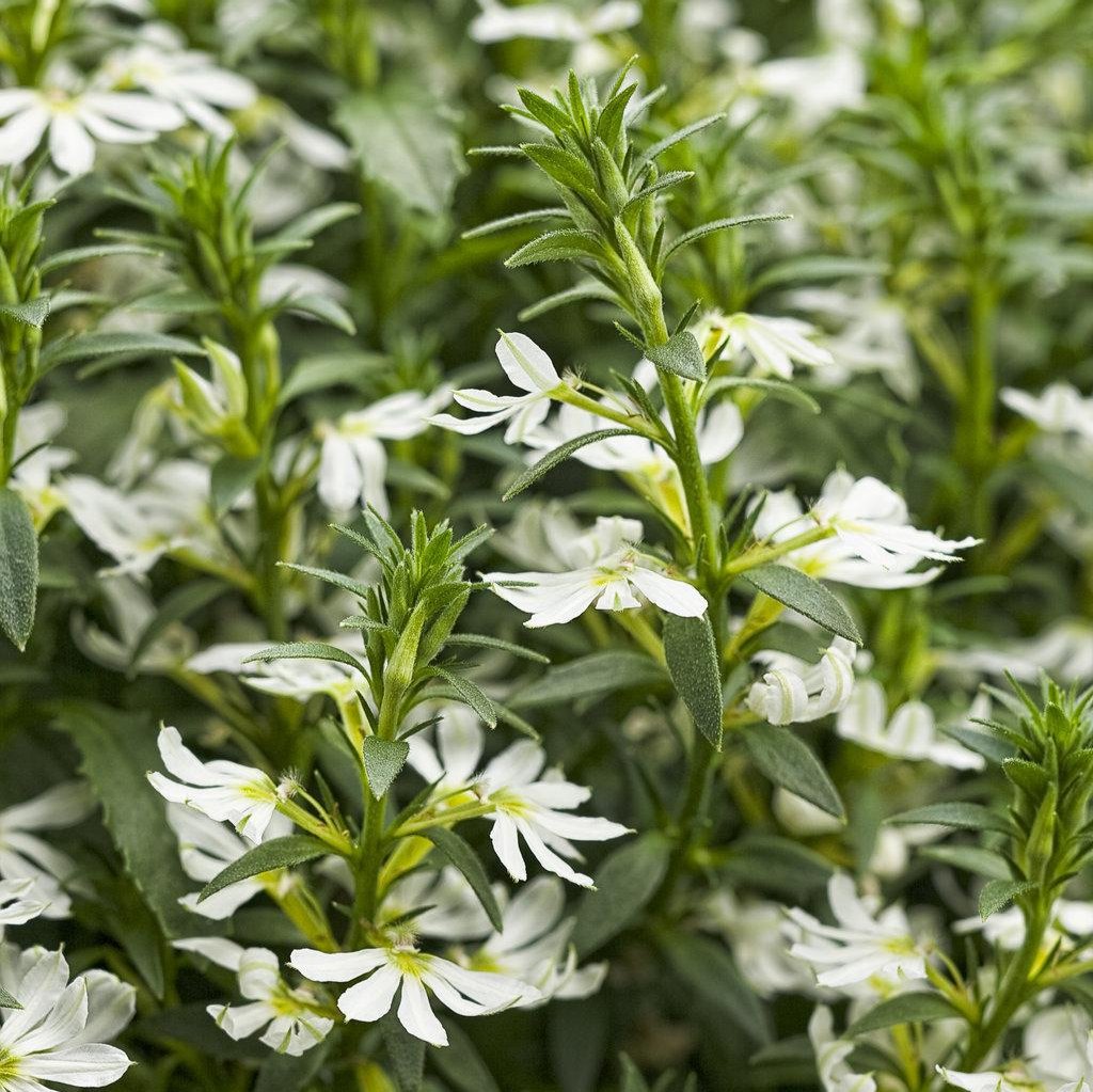 Whirlwind White Scaevola in a pot with white flowers
