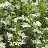 Whirlwind White Scaevola in a pot with white flowers
