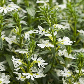 Whirlwind White Scaevola in a pot with white flowers