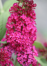 Miss Molly butterfly bush with purple flower spikes