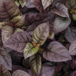 Plum Dandy alternanthera in a nursery pot